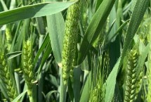 大平原1号小麦栽培技术要点，适宜播期10月中下旬