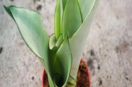 名贵虎皮兰有哪些品种，常见的有黄金哈尼虎皮兰、棒叶虎皮兰等