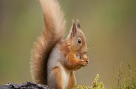 松鼠尾巴断了还能不能长，断了不能重新长出来