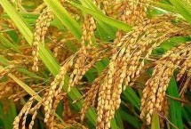 云航籼3号水稻栽培技术要点，中抗纹枯病