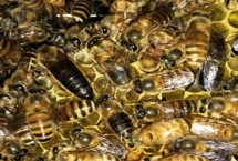 秋天育蜂王时间，选择温度稳定在20°C以上时进行