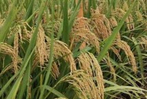 Q香优266水稻栽培技术要点，3月下旬至4月中旬播种