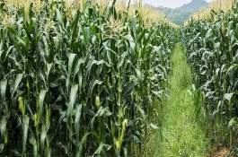 中单青贮601玉米栽培技术要点，在中等肥力以上地块栽培