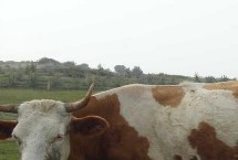 肉牛每天吃多少精料，干草、玉米秸秆和谷草都可以