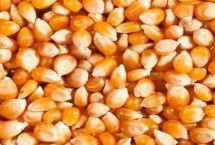 什么玉米种子产量高，找准商家很重要