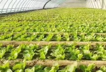 蔬菜苗期病害的症状，可采用人工控温育苗和注意保暖等