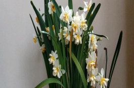 哪些花的花语是想念你，常见的有三轮草、水仙花等