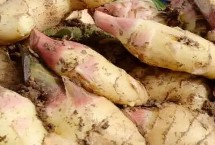 生姜在哪里生长，选择发育良好的姜种