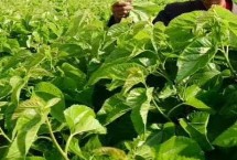 桑树发生病虫害之后用什么药，江浙等蚕桑产区主要使用灭多威乳油