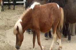 广西田林县的特产，定安豆腐乳的风味别具一格