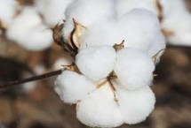 浙大10号棉花栽培技术要点，应适时播种