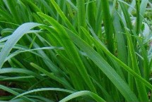 种植韭菜苗注意事项，选择品种优良且适应力强的新籽