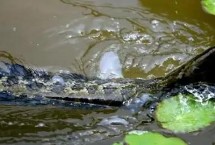 钓黑鱼用什么饵料容易上钩，可选择自然饵料或路亚拟饵