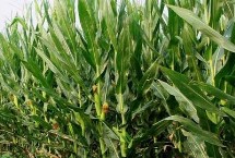 彩甜糯168玉米栽培技术要点，中期防治玉米螟