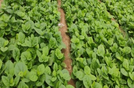 木耳菜苗后除草剂，佳林可湿性粉剂效果好