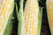 有哪些品质好的鲜食玉米品种，瑞甜糯213、农科糯336、京科糯768等品种均是良种