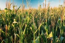 恒玉821玉米栽培技术要点，注意防治病虫害