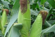 兴隆5号玉米栽培技术要点，生育期115.6天