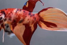 饲养斗鱼是否要对水质加温，动物性、植物性和合成饲料都吃