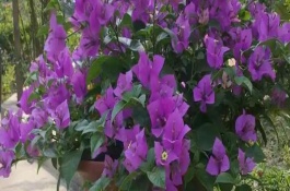 三角梅不开花的解决办法，保证光照充足是关键