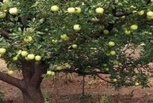 夏天嫁接果树需要注意什么，套袋应选用优质纸袋