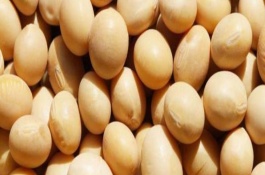 东农豆252大豆栽培技术要点，特用品种