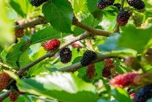 桑树的育苗方法，应选购通过审定、包装规范、个体饱满的种子