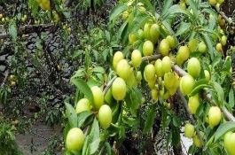 李子树开花不坐果是什么原因，可喷施尿素+硼砂+磷酸二氢钾溶液