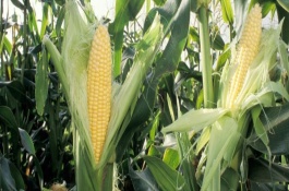 美玉甜002号玉米栽培技术要点，美玉甜002号玉米种子特点