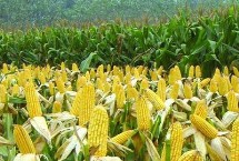百家喜188玉米栽培技术要点，注意防治病虫病