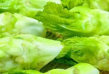 儿菜施肥间隔，通常在8-9月份种植