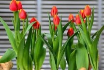 郁金香适合什么土壤类型，3-4月份每周要浇一次全元素复合肥溶液