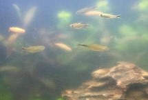 鱼缸换水后变浑浊如何处理，需重新培养硝化细菌