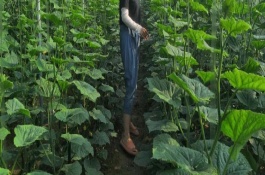 大棚黄瓜疯长怎么办，包括以下4点