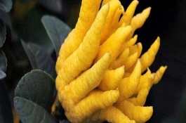 佛手怎么进行盆栽种植，亩产可达3000-6000斤