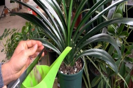 君子兰的日常养护要点，可以但不能直接将鸡蛋液浇到植株上面