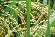 众香5号水稻栽培技术要点，感温型常规稻品种