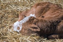 新手养牛适合买大牛还是小牛，大牛的利用价值并不高