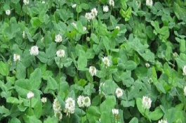 白三叶草种植注意事项，可持续生长10年以上