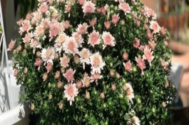 球菊一年四季开花吗，生长过程中需要足够的光照