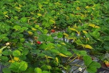 冬季大棚草莓不膨果怎么办，定植后立刻浇一次定苗水