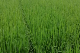 旱优8号水稻栽培技术要点，每亩有效穗18-20万