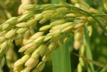 金穗源5号水稻栽培技术要点，在适应区播种期4月12日