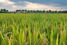 隆晶优8250水稻栽培技术要点，每亩插足基本苗6万以上