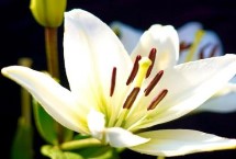 百合花的产地分布，可为蜜蜂提供花蜜和花粉