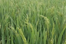 健湘丝苗水稻栽培技术要点，籼型常规一季稻品种