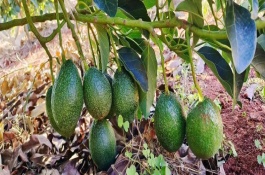 牛油果怎么判断是否成熟，一般为8-9月份