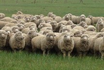 6月龄到体成熟饲喂的精料配方，不同阶段的羊饲料配方不同