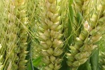 WF405小麦栽培技术要点，平均生育期235天