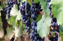 蓝莓葡萄的产地，嫩梢为绿色至黄绿色